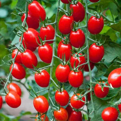 Premium Pack Cherry Millennial Tomato Vegetable Seeds ( 200 seeds ) - Basic Farm House