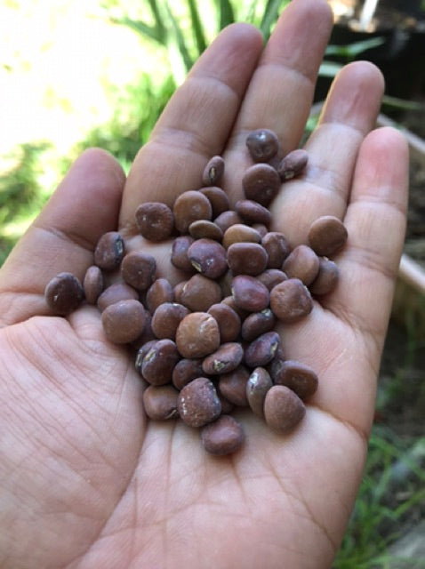 Singkamas Vegetable Seeds (20 seeds) - Basic Farm House