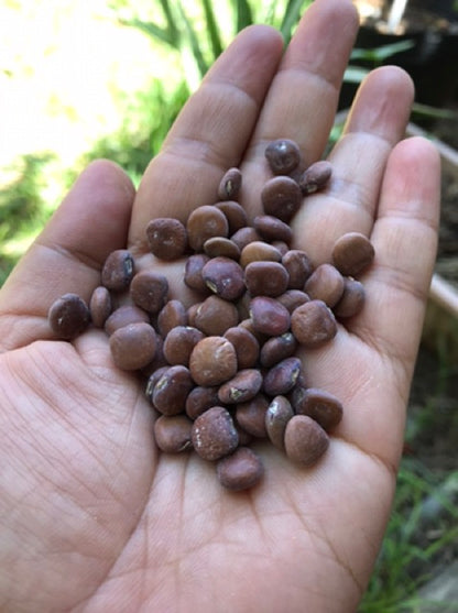 Singkamas Vegetable Seeds (20 seeds) - Basic Farm House