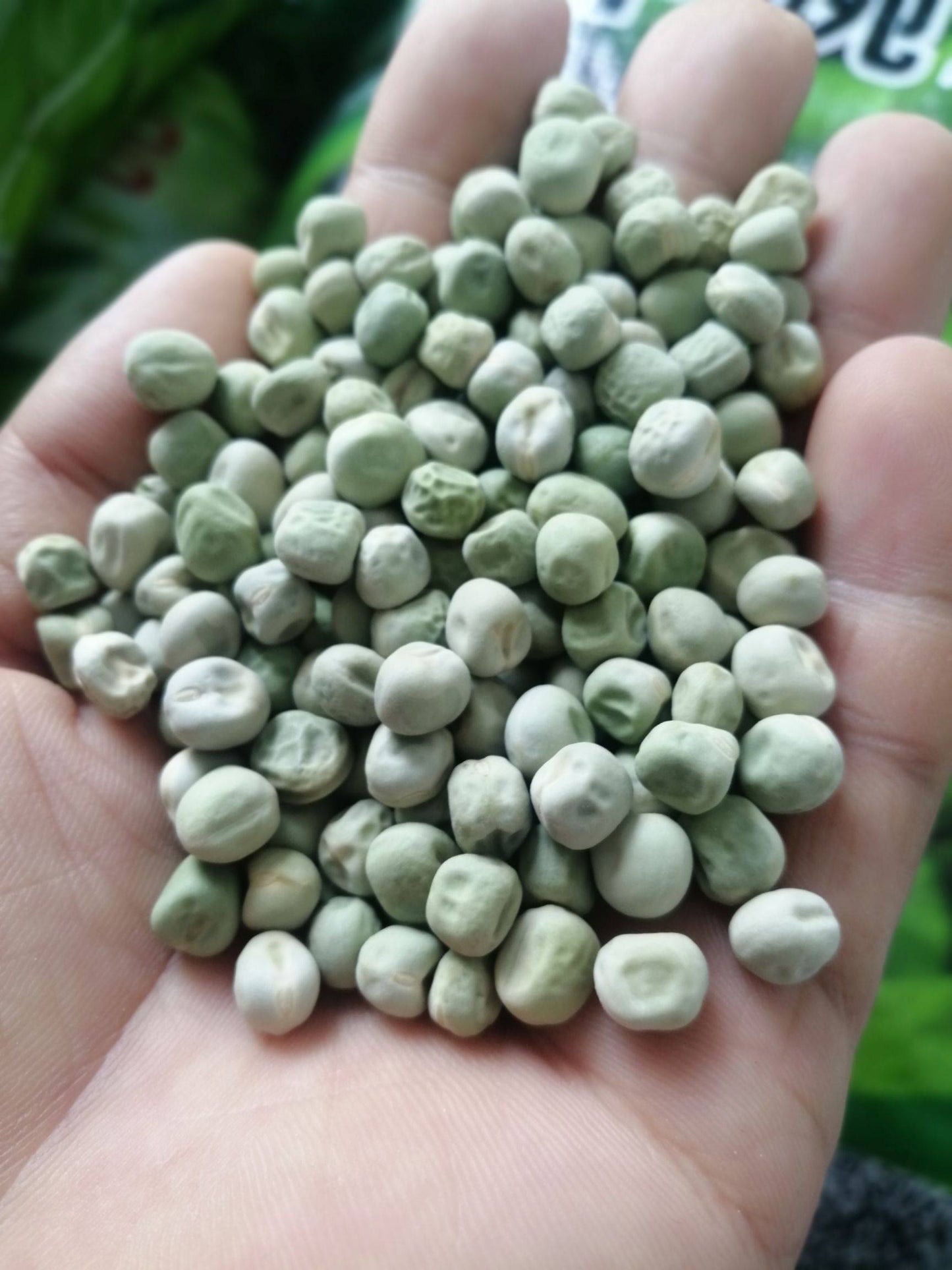 Green Sweet Sugar Snap Peas Vegetable Seeds (60 seeds) - Basic Farm House