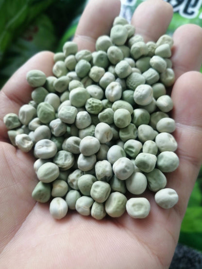 Green Sweet Sugar Snap Peas Vegetable Seeds (60 seeds) - Basic Farm House