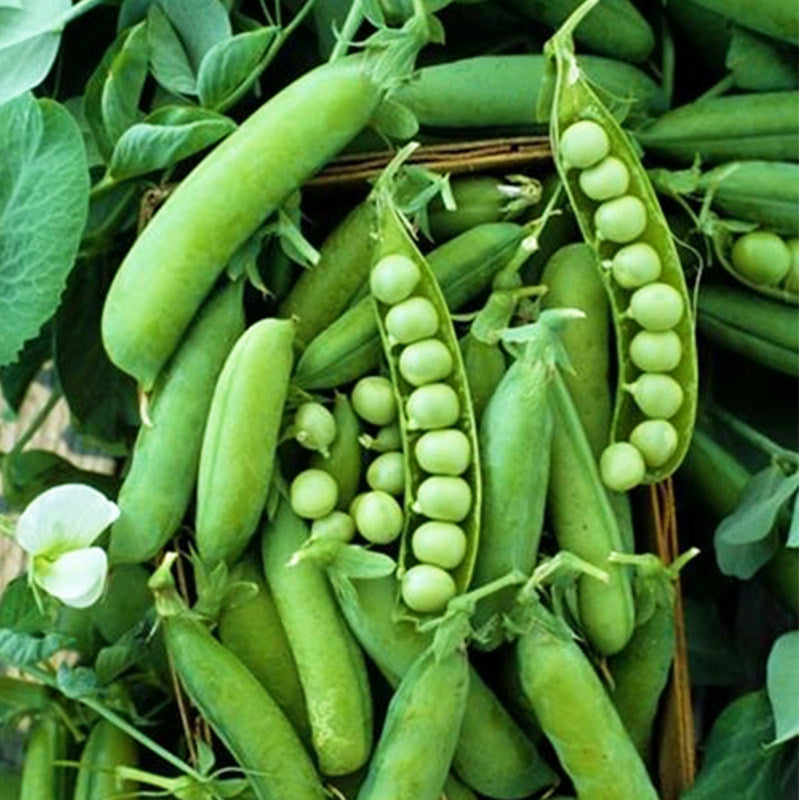 Green Sweet Sugar Snap Peas Vegetable Seeds (60 seeds) - Basic Farm House