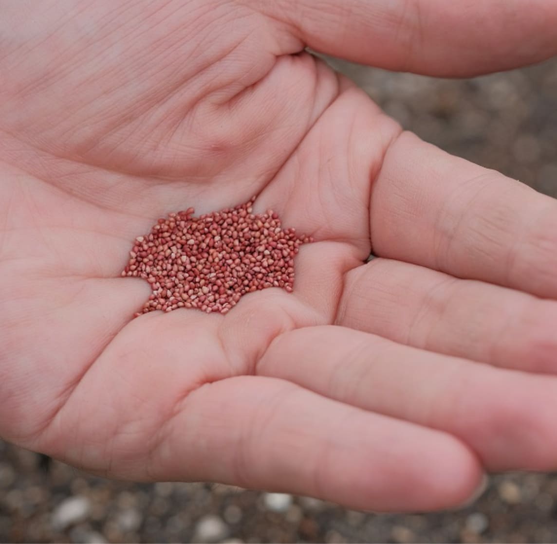 White Strawberry Fruit Vegetable Seeds (200 seeds) - Basic Farm House