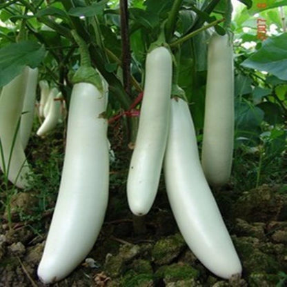 Rare White Dragon Long Eggplant Vegetable Seeds (300 seeds) - Basic Farm House