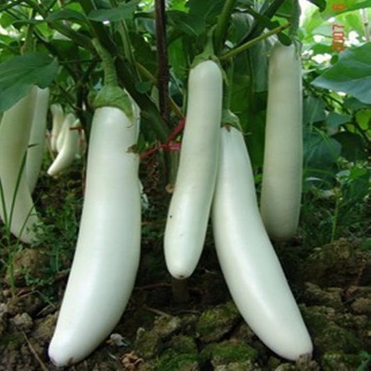 Rare White Dragon Long Eggplant Vegetable Seeds (300 seeds) - Basic Farm House