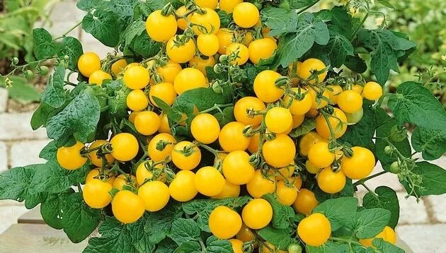 Chinese Potted Cherry Yellow Small Tomato Variety Vegetable Seeds ( 100 seeds ) - Basic Farm House