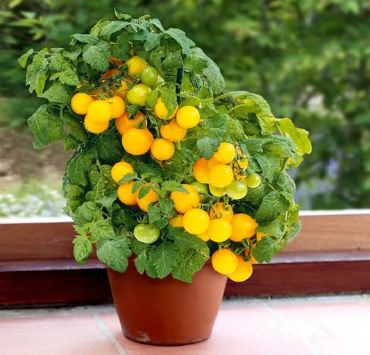 Chinese Potted Cherry Yellow Small Tomato Variety Vegetable Seeds ( 100 seeds ) - Basic Farm House